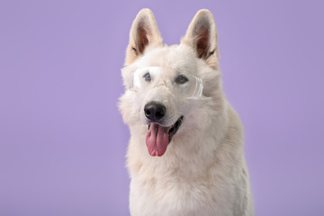 Cute funny dog with glasses on color background