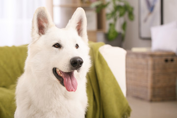 Cute funny dog at home