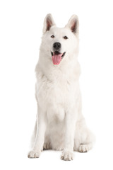 Cute funny dog on white background