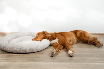 dog in a pet bed. Nova Scotia Duck Tolling Retriever at home on a soft mattress