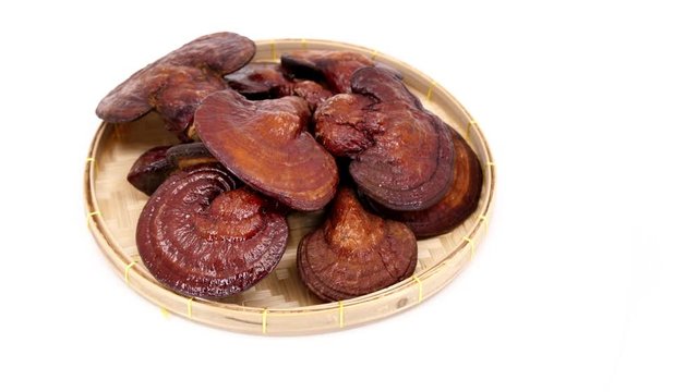 Lingzhi mushroom or Reishi mushroom on white background, Healthcare pharmacy Chinese medicine.
