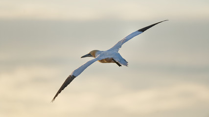 Obraz premium Basstölpel Flugprofil mit schmalen Schwingen, Helgoland