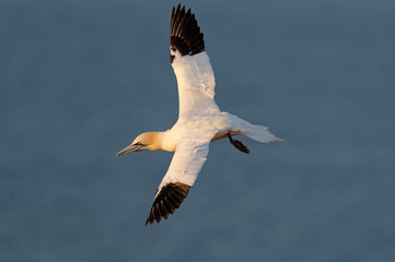Fototapeta na wymiar Basstölpel im Flug mit Flügel in Aufsicht über Meer, Helgoland