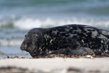 Obraz premium Kegelrobben Bulle liegt am Strand und blickt rüber