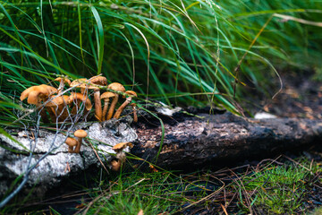 Group of tiny mushroom growing from old dead wooden log, surrounded by green grass