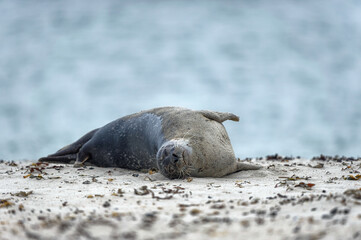 Kegelrobbe ruht ausgetreckt liegend am Strand, Düne Helgoland