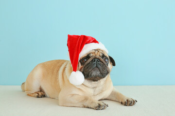 Cute pug dog in Santa hat near color wall