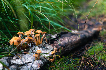 Group of tiny mushroom growing from old dead wooden log, surrounded by green grass