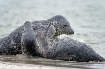 Kegelrobben raufen am Strand, Düne Helgoland