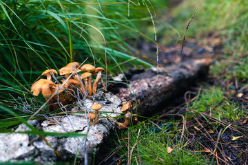 Group of tiny mushroom growing from old dead wooden log, surrounded by green grass