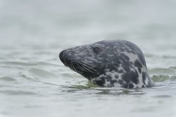 Robbenkopf im Wasser guckt neugierig zur Seite, Düne Helgoland