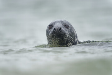 Fototapeta premium Kegelrobbe, Kopf aus dem Wasser, frontaler neugieriger Blick