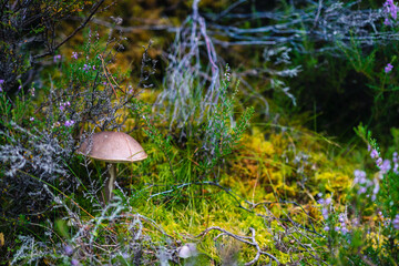 Mushroom growing in the midle of moss and heather place, surrounded by green grass, twigs and logs