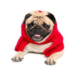 Cute pug dog in warm scarf on white background
