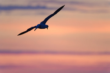 Basstölpel im Flug vor Wolken in Abenddämmerung, Helgoland