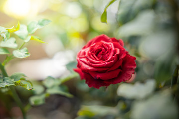 Roses in the garden