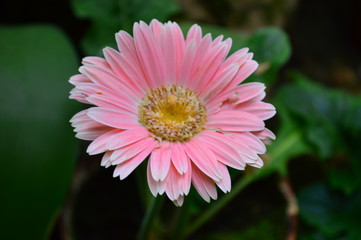 Obraz premium pink flower in garden