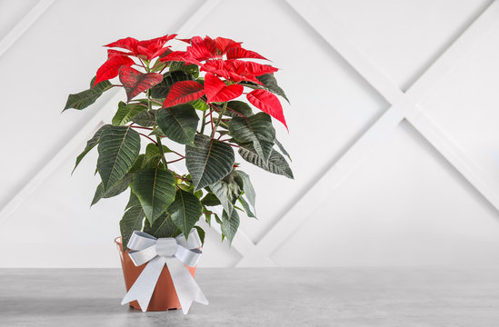 Christmas Plant Poinsettia On Table Near Grey Wall