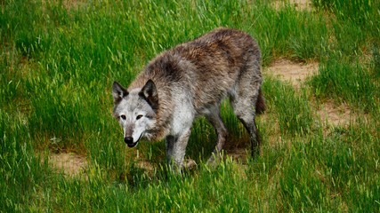Fototapeta premium Wolf in the grass