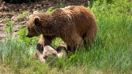 Mother Grizzly bear and Cub