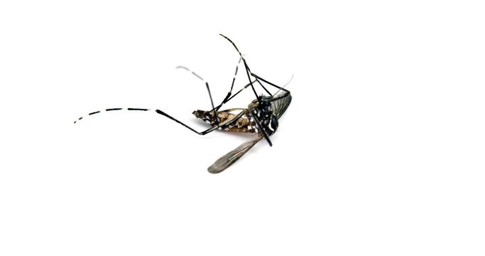 macro close up mosquitoes insect dead on white background.