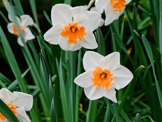 Crocus in bloom