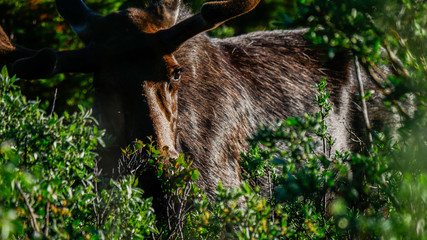 Bull Moose grazing high in the mountains