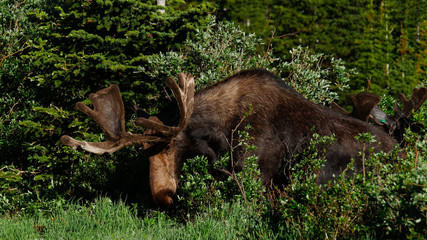 Bull Moose grazing high in the mountains