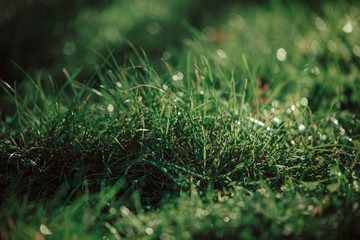 Goccioline di acqua su erba © Mirko