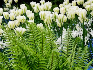Tulips in bloom