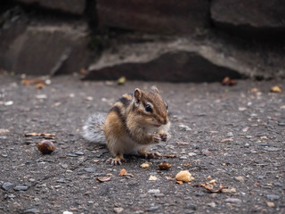chipmunk eating acorn