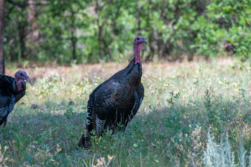 A wild Turkey looking off into the distance