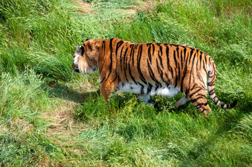 Fototapeta na wymiar Large tiger in the grass