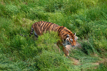 Large tiger in the grass
