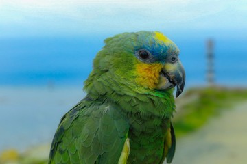 blue and yellow macaw