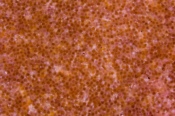 Obraz na płótnie Canvas Texture of catfish caviar for the background