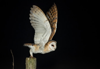owl, on wooden poles with black background