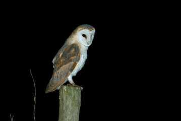 owl, on wooden poles with black background