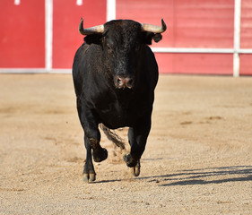 toro español en una plaza de toros