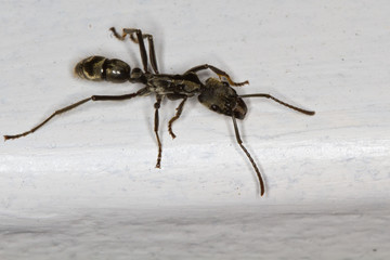 The Hairy Panther Ant (Neoponera villosa) ranges from Central America to south Texas and has a very painful sting.