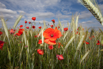 Klotschmohn