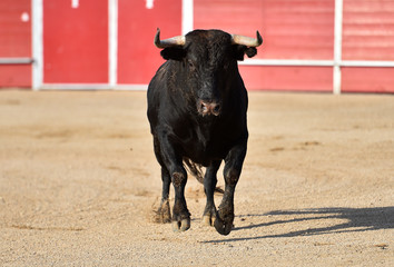 un fuerte toro con grandes cuernos en una plaza de toros