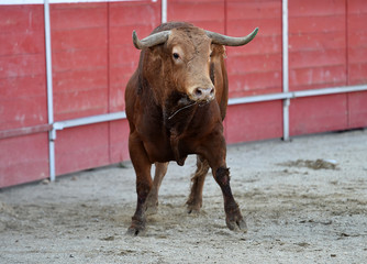 toro español corriendo en una plaza de toro con grandes cuernos