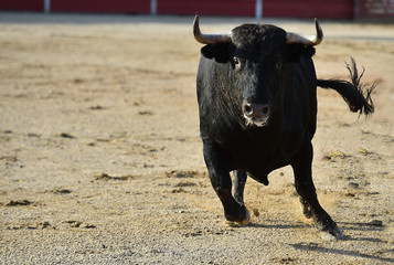 toro español corriendo en una plaza de toro con grandes cuernos