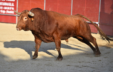 toro espa&ntilde;ol en una plaza de toros 
