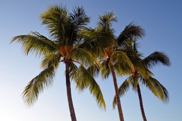 Obraz na płótnie Canvas Three coconut palm trees against a blue sky background