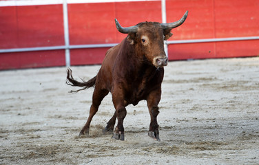 toro en españa con grandes cuernos en una plaza de toros