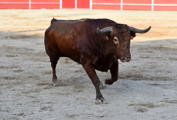 un fuerte toro con grandes cuernos en una plaza de toros
