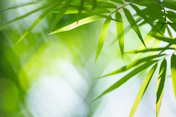 Photo sur Plexiglas Zen Fond de nature verdoyante. Vue rapprochée de la feuille de bambou vert tropical sur fond flou pour un concept de papier peint naturel et frais.