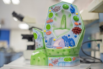 Model of plant cell in laboratory for education.